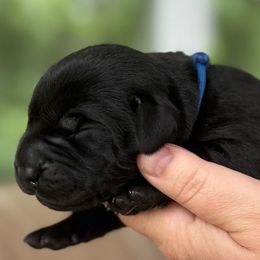 Freedom Ranch Labradors -  Blue Collar - Black male Labrador Retriever puppy in Davidsonville, Maryland from Krys Ruth