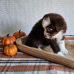 Rally - Red tri-color female Australian Shepherd puppy in Mountain Grove, Missouri from K Bar H Farms