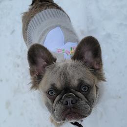 Chanel - French Bulldog