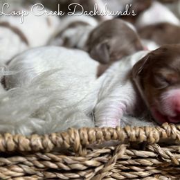 Dapple Pie Girl 1 - Dapple female Dachshund puppy in Fayetteville, West Virginia from Loop Creek Dachshunds