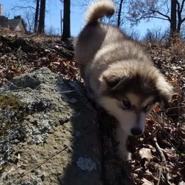 Alaskan Malamute Puppies from Sequoia Timber Malamutes