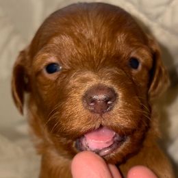 Girl 2 - Red  female Goldendoodle puppy in Holly, Colorado from Vida’s Loving Doodles