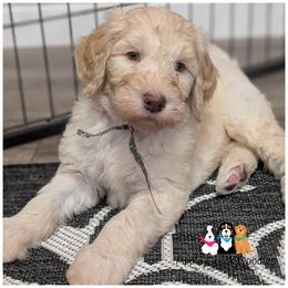 OLLIE - OFA-Genetics-Microchip-2 Year Warranty...Apple Creek Doodles. - Cream male Goldendoodle puppy in Jeddo, Michigan from Apple Creek Doodles