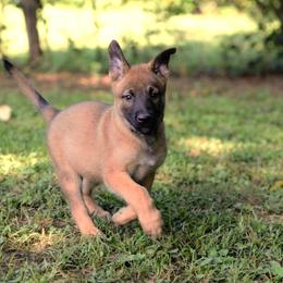 Belgian Malinois and German Shepherd Puppies from Laeknir K9