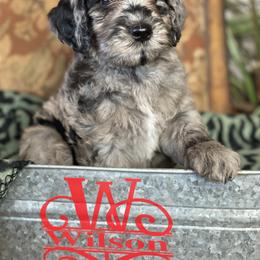Double Doodle, Goldendoodle, and Labradoodle Puppies from Wilson Family Companions