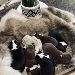 Australian Shepherd and Miniature Australian Shepherd Puppies from Kersey/Lopez Farms