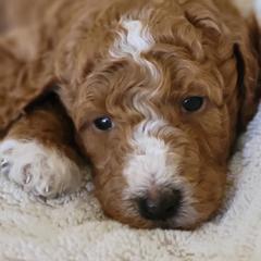Goldendoodle Puppies from Americana Paws