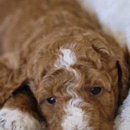Goldendoodle Puppies from Americana Paws