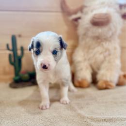 Annie Oakley - Blue merle female Border Collie puppy in Owenton, Kentucky from Three16 Ranch