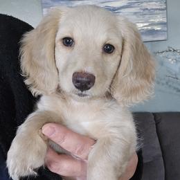 Sophia - Cream female Dachshund puppy in Willcox, Arizona from Tootsie's Tiny Toes
