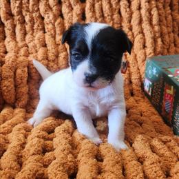 Natasha - Black and white female Parson Russell Terrier puppy in Apple Valley, California from Jumping Jack's Russell Terriers