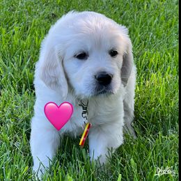 Girl 3 - Golden Retriever puppy in Attica, Michigan from Magnolia Meadow Goldens