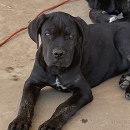Boy 3 - Black male Cane Corso puppy in Byron, Georgia from Kero Corsos