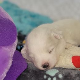 American Eskimo Dog Puppies from SkyFlyer Eskies