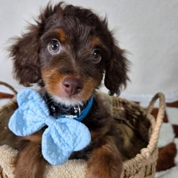 Mocha - Red phantom male Aussiedoodle puppy in Haleyville, Alabama from The Cuddly Dood Ranch
