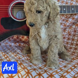 Axl - Apricot male Goldendoodle puppy in Seymour, Tennessee from Lollie's Doodles