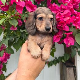 Conner - AKC - Cream male Dachshund puppy in Englewood, Florida from Dach of Doxies
