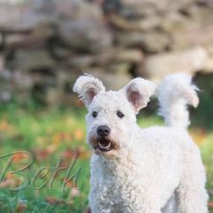 Pumi All Grown Up from Catskill Pumi