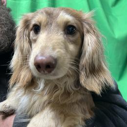 Mousse - Dachshund