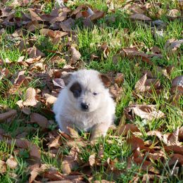 Dantzer - Red mottled female Australian Cattle Dog puppy in Buffalo Valley, Tennessee from Buffalo Valley Breeders