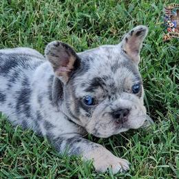 Boston Terrier and French Bulldog Puppies from Freedom Bostons