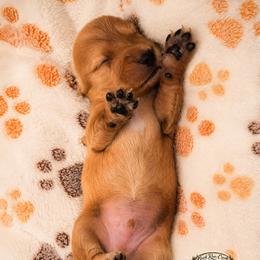 Blaze - Red male Dachshund puppy in Greenfield, Ohio from Buck Run Creek Dachshunds