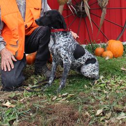 Sam - German Shorthaired Pointer