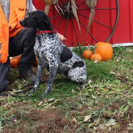 Sam - German Shorthaired Pointer