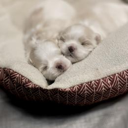 Maltese Puppies from Regal Maltese