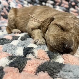 Double Doodle and Goldendoodle Puppies from Doodle Family