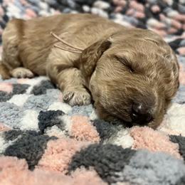 Double Doodle and Goldendoodle Puppies from Doodle Family
