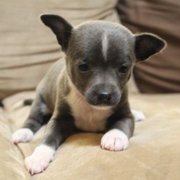 Mercury - Blue and white female Chihuahua puppy in Willamina, Oregon from Cherished Chihuahuas