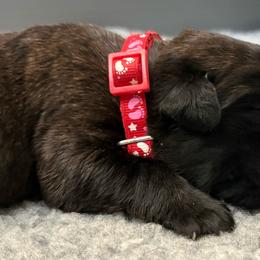 Journey - Black brindle female Cane Corso puppy in Cameron Park, California from Lionheart Cane Corso