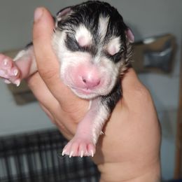 Siberian Husky Puppies from Spirit of the Moon Siberians