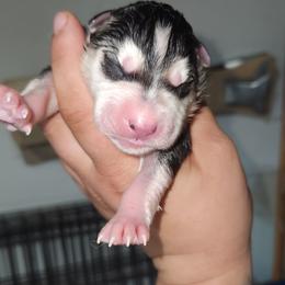 Siberian Husky Puppies from Spirit of the Moon Siberians