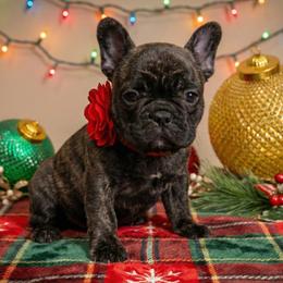 French Bulldog puppies from Colorful Dachshunds