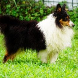 Prince - Toy Shetland Sheepdog