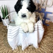 Bordoodle and Poodle Puppies from Swan Field Farms