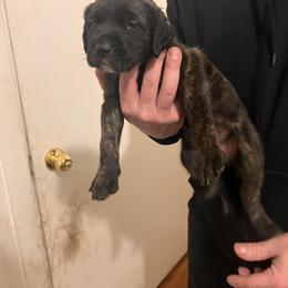 Mastiff Puppies from FrontlineK9 Boarding & Training LLC