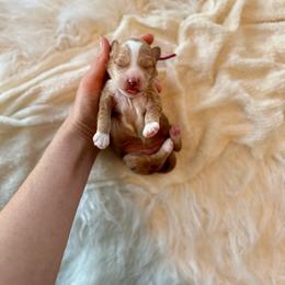 Sprinkle girl - Apricot female Goldendoodle puppy in Rio Linda, California from Plush Doodles