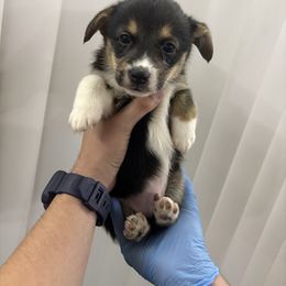 Vixen - Black and tan male Pembroke Welsh Corgi puppy in Loma Linda, California from Osorio’s Corgis