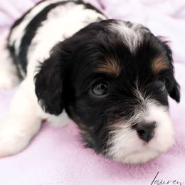 Aretha - Tri-color female Cavapoo puppy in Hendersonville, North Carolina from Grayfinn House