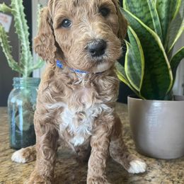 Poodle Puppies from Oodles of RED Poodles