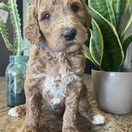 Poodle Puppies from Oodles of RED Poodles
