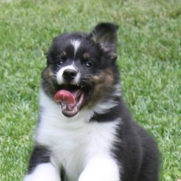 Australian Shepherds from Fandango Australian Shepherds