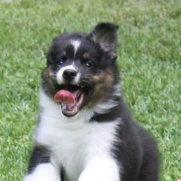 Australian Shepherds from Fandango Australian Shepherds