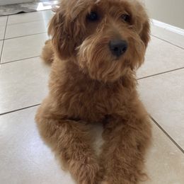 Pickle - Goldendoodle