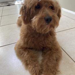 Pickle - Goldendoodle