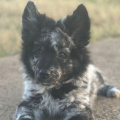 Johnnie - Mudi puppy from Graves Farm Mudi