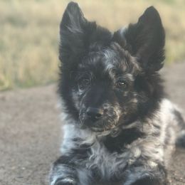 Johnnie - Mudi puppy from Graves Farm Mudi